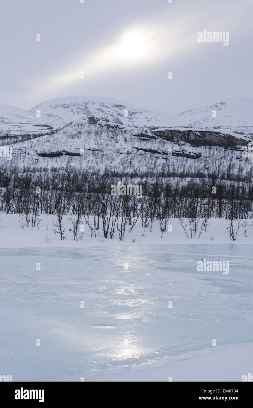Piccola roverella betulle vicino a Kilpisjärvi Foto Stock