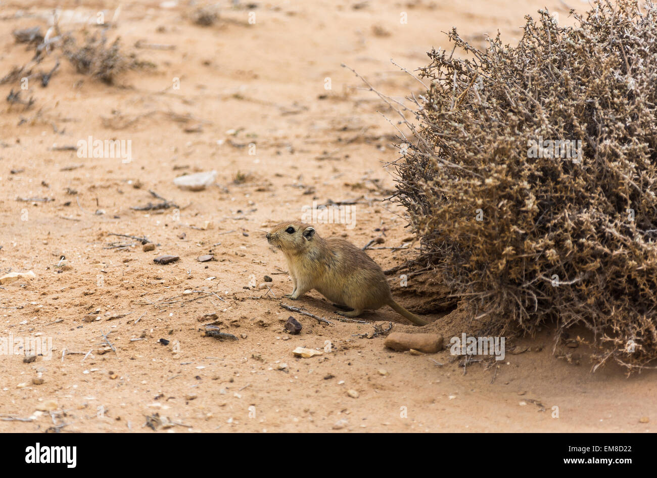 Rat strisciato fuori di un foro nel deserto Foto Stock