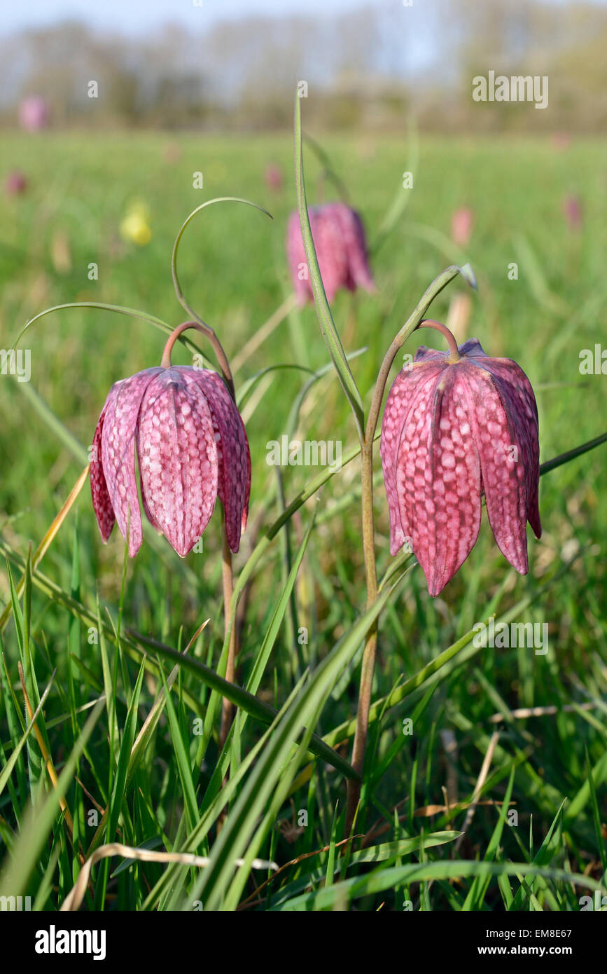 Snake in testa - Fritillary Fritillaria meleagris due fiori in habitat Foto Stock