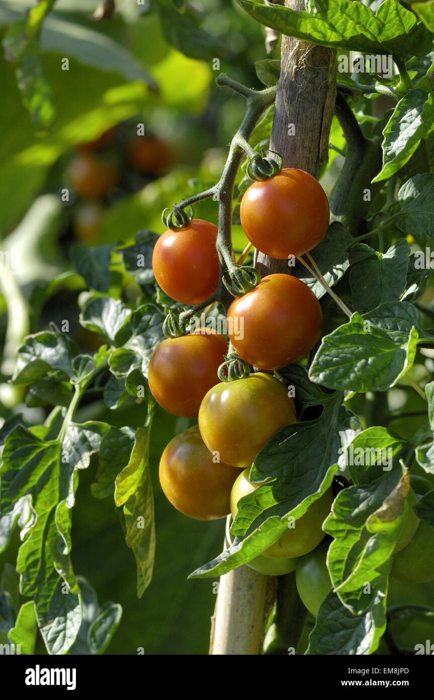 Pomodoro - Giardino (pomodoro Solanum lycopersicum) in orto Vaucluse - Provence - France Foto Stock