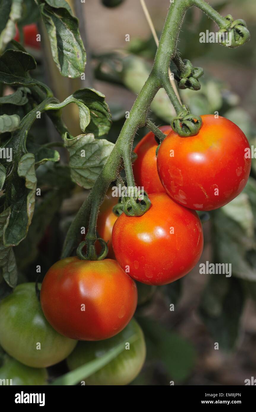 Pomodoro - Giardino (pomodoro Solanum lycopersicum) in orto Vaucluse - Provence - France Foto Stock