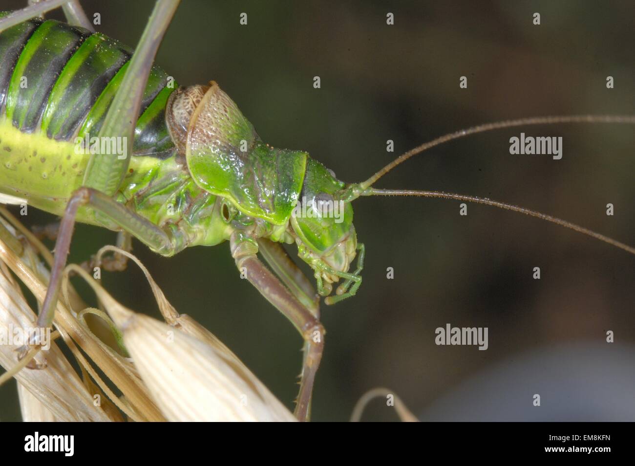 Katydid mediterraneo - Sella-backed bushcricket (Ephippiger ephippiger) femmina in estate Aveyron - Francia Foto Stock