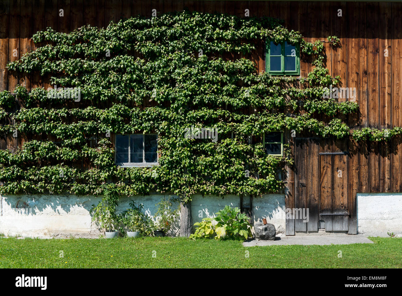 Spalliera pear tree sul vecchio fienile in legno, Lupitsch, Bad Aussee, Stiria, Austria Foto Stock