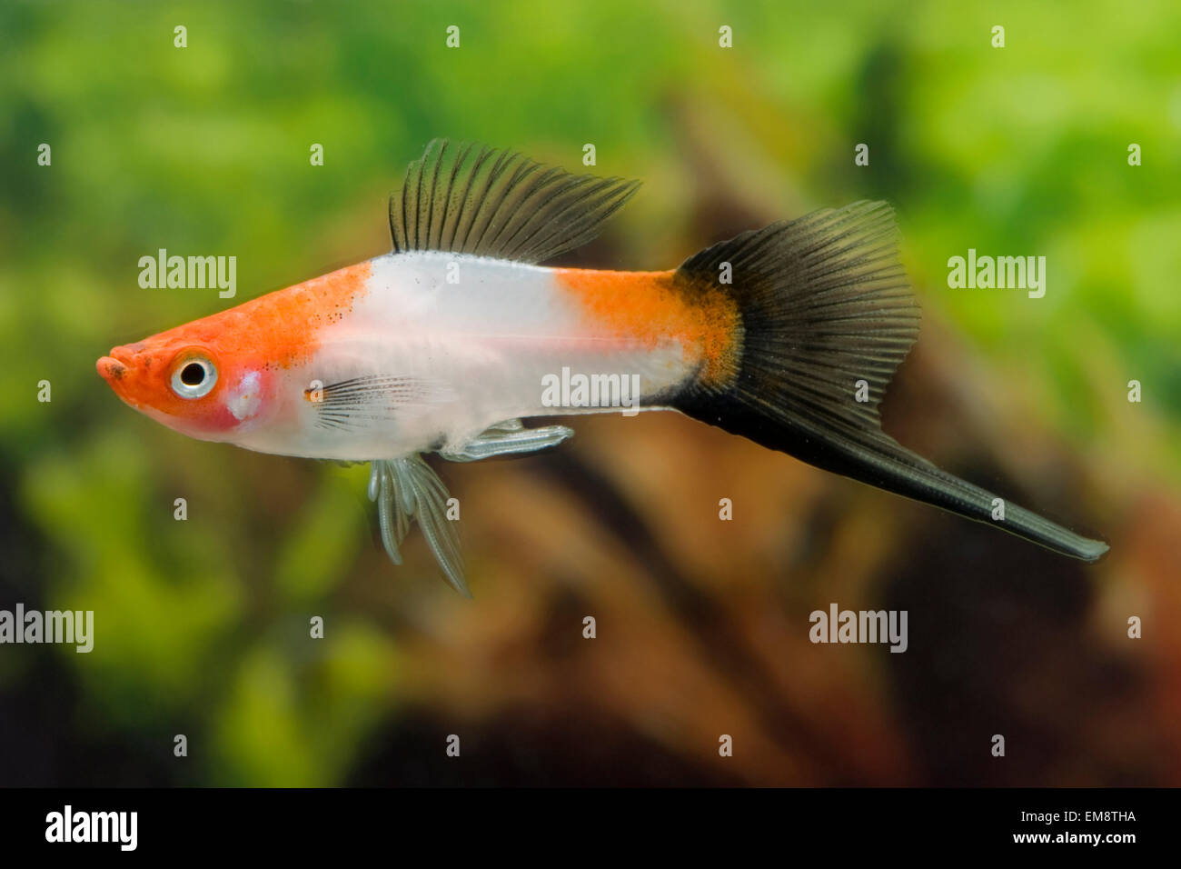 Xiphophorus helleri wagtail Kohaku,Schwertraeger,Swordtail Foto Stock