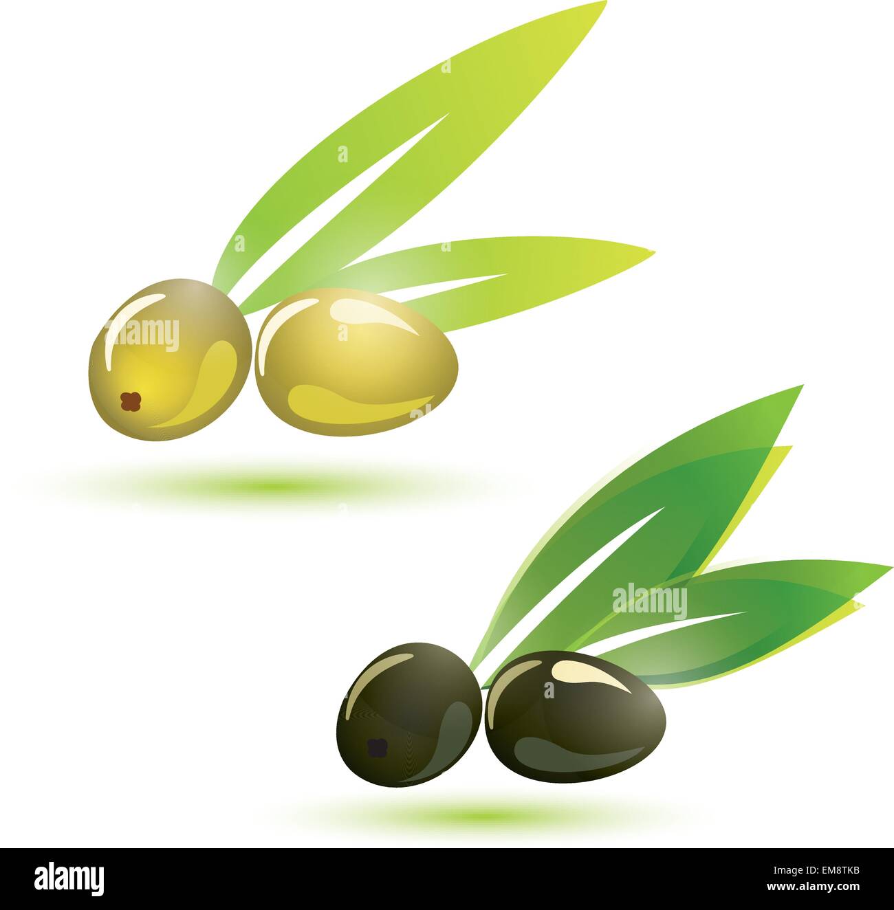 Verde e olive nere, isolato illustrazione vettoriale Illustrazione Vettoriale