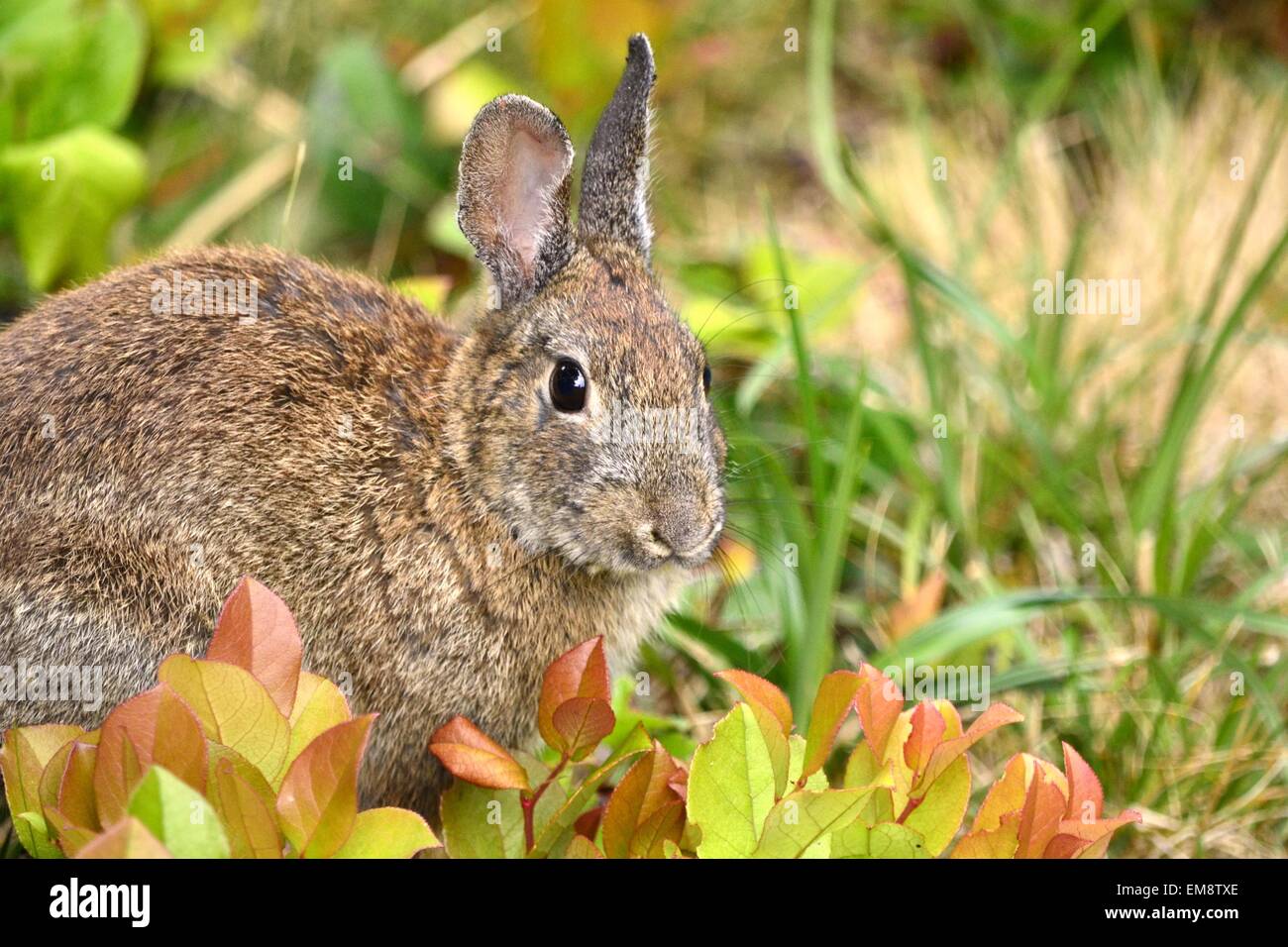 Coniglio selvatico Foto Stock