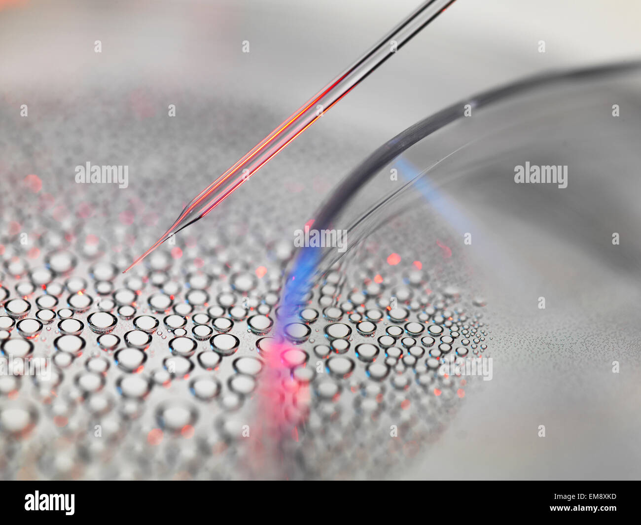 La ricerca sulle cellule staminali, il trasferimento nucleare di cellule staminali embrionali da piastra di petri usato nella clonazione per la ricerca medica Foto Stock