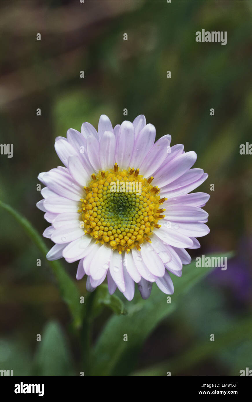 Primo piano della singola bianco di Alice (Fleabane Erigeron Aliceae) gocce di pioggia su petali Foto Stock