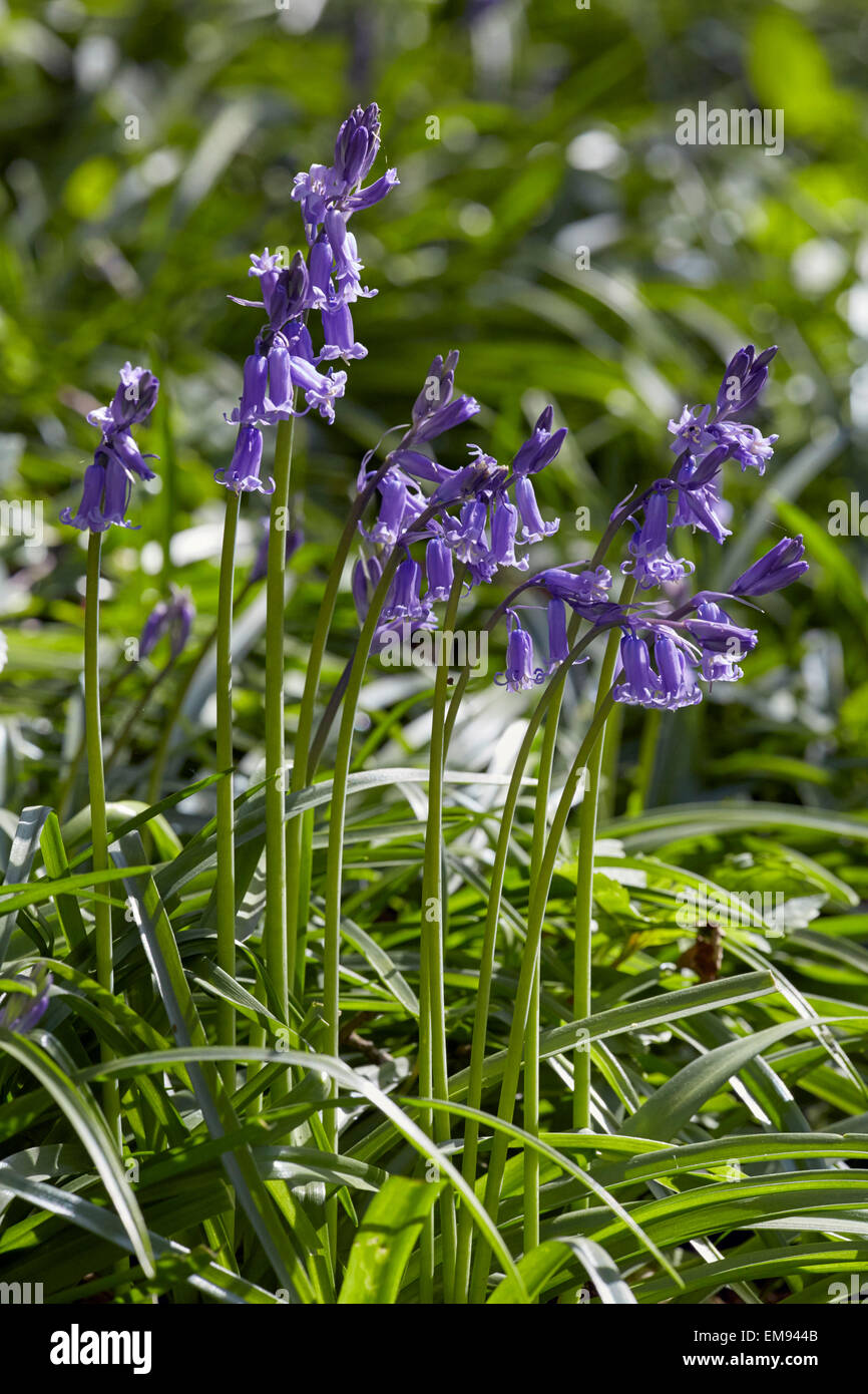 Bluebells fioritura in primavera. West End comune, Esher Surrey, Inghilterra. Foto Stock