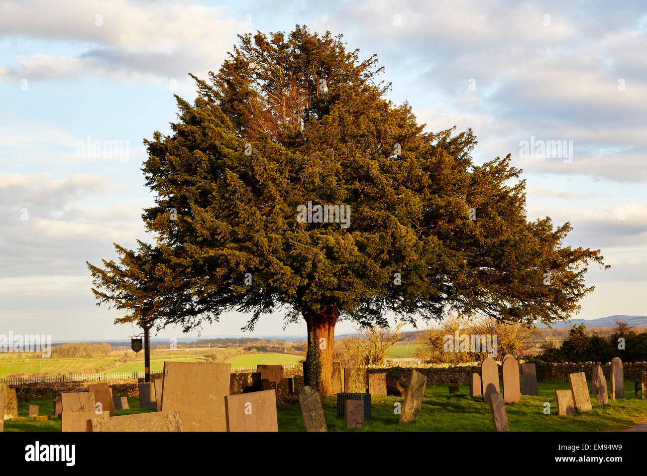 Yew Tree in un cimitero, Breedon sulla collina Chiesa, Leicestershire. Foto Stock