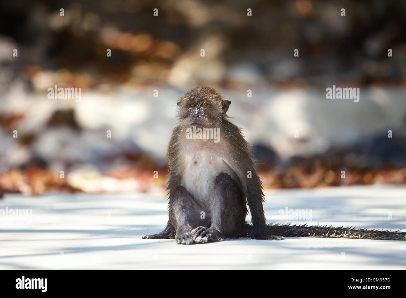 Selvatica piccola scimmia seduto sulla spiaggia di sabbia bianca Foto Stock