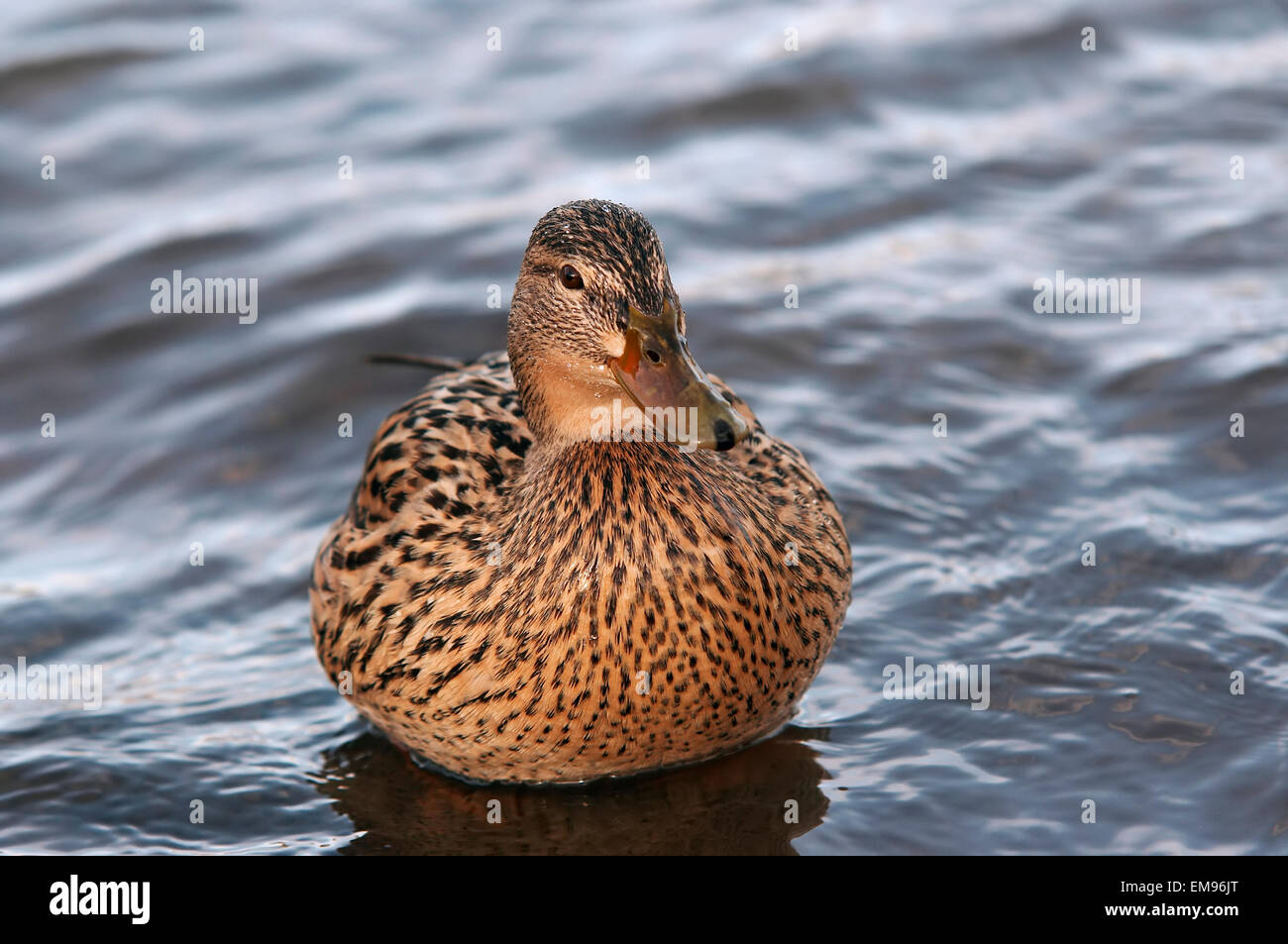 Anatra selvatica galleggianti sull'acqua Foto Stock