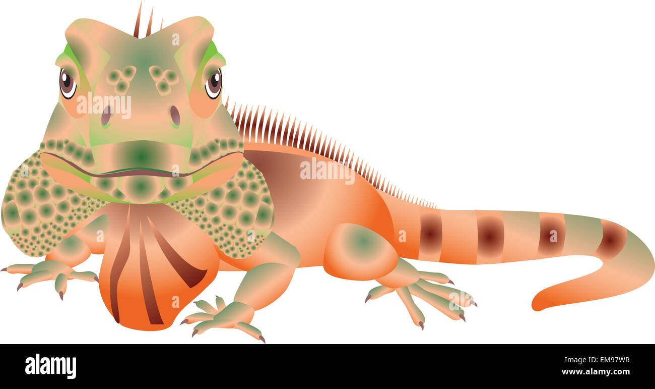 Iguana Illustrazione Vettoriale