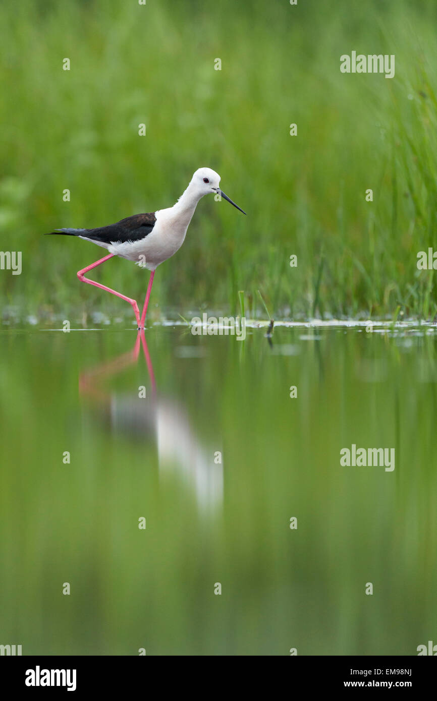 Black winged Stilt Himantopus himantopus guadare in acque poco profonde contro la lussureggiante fogliame verde in marsh Tiszaalpár, Ungheria Foto Stock