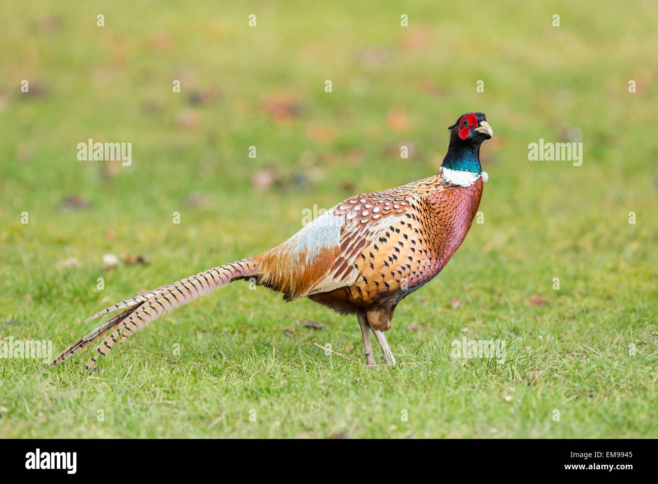 Maschio di fagiano comune Phasianus colchicus profilo laterale del campo di erba Stoke Bliss Herefordshire Foto Stock