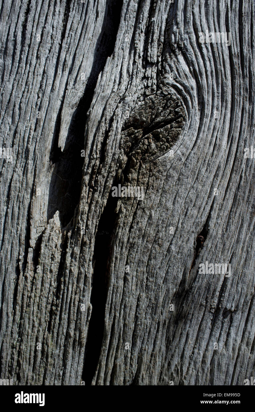 Vecchio pezzo di legno con trama in rilievo il grano e nodo, lato illuminato da una forte luce del sole. Foto Stock