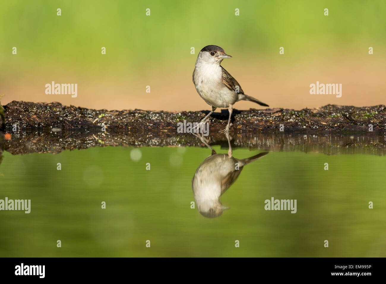 Unico Eurasian Capinera Sylvia atricapilla a bere la piscina con la riflessione Hortobagy Parco nazionale di Ungheria Foto Stock