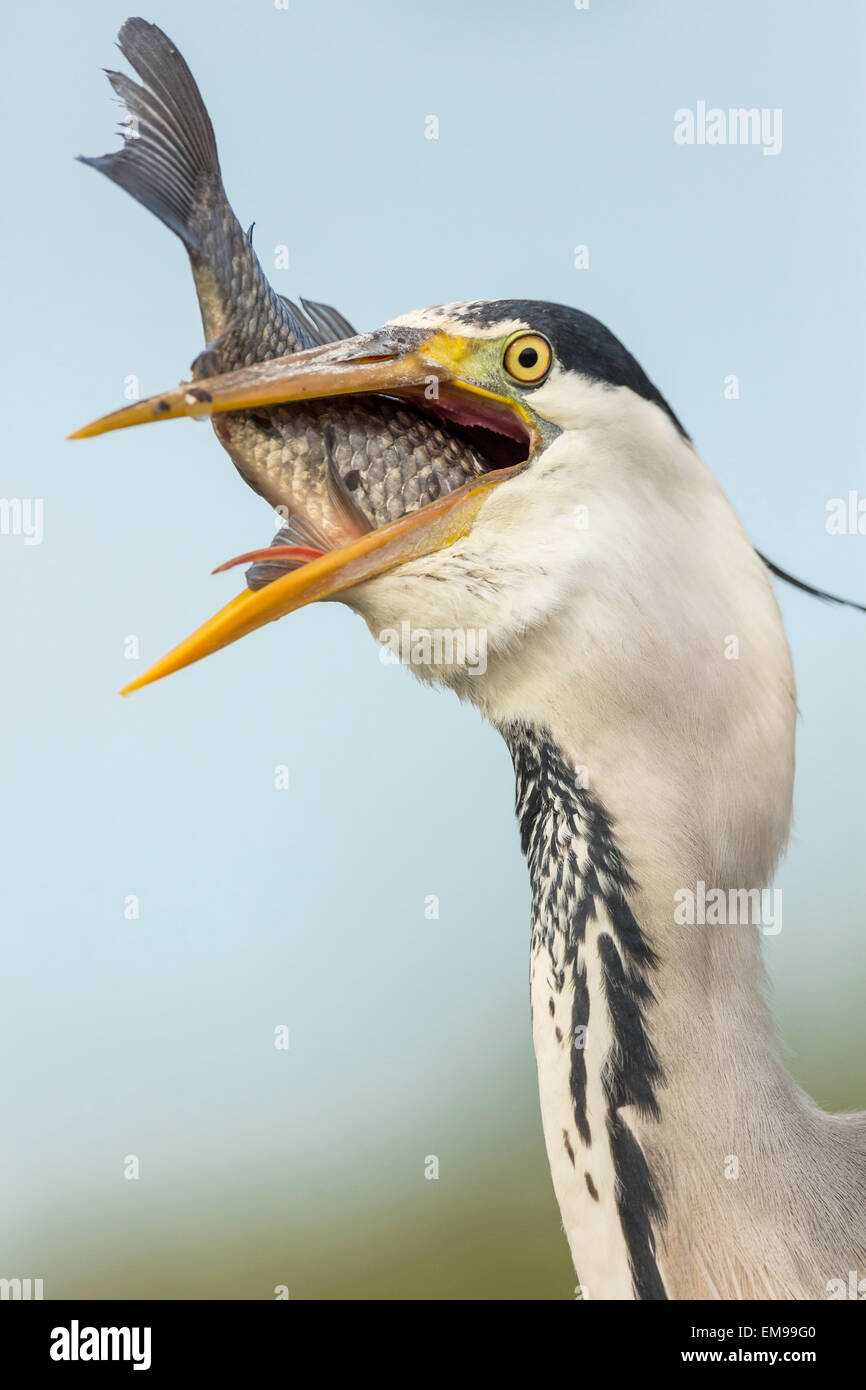 Unico airone cenerino Ardea cinerea mangiare pesce enorme, Pusztaszer, Ungheria Foto Stock