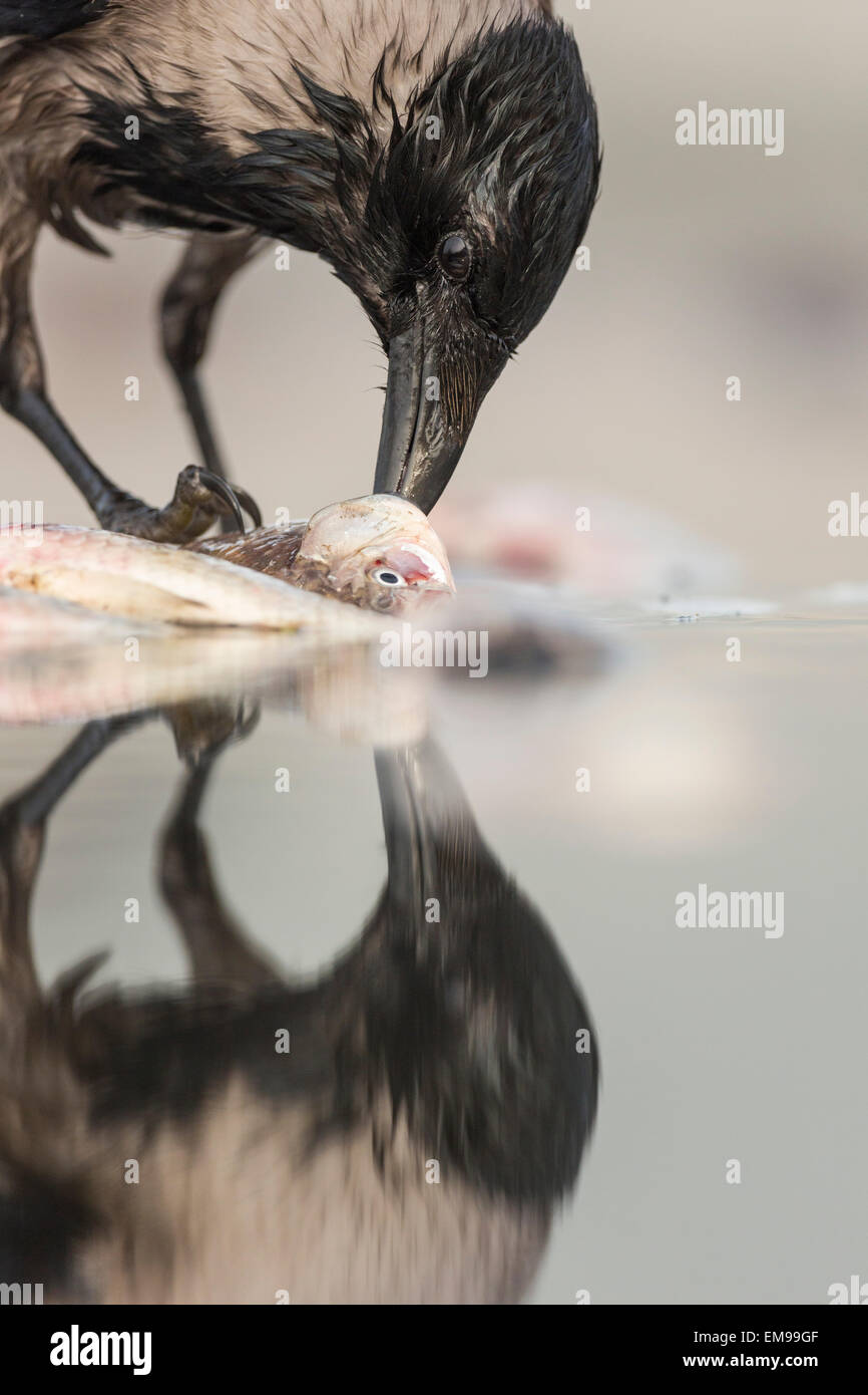 Unico cornacchia mantellata Corvus cornix con la riflessione a mangiare pesce da Waters Edge, Pusztaszer, Ungheria Foto Stock