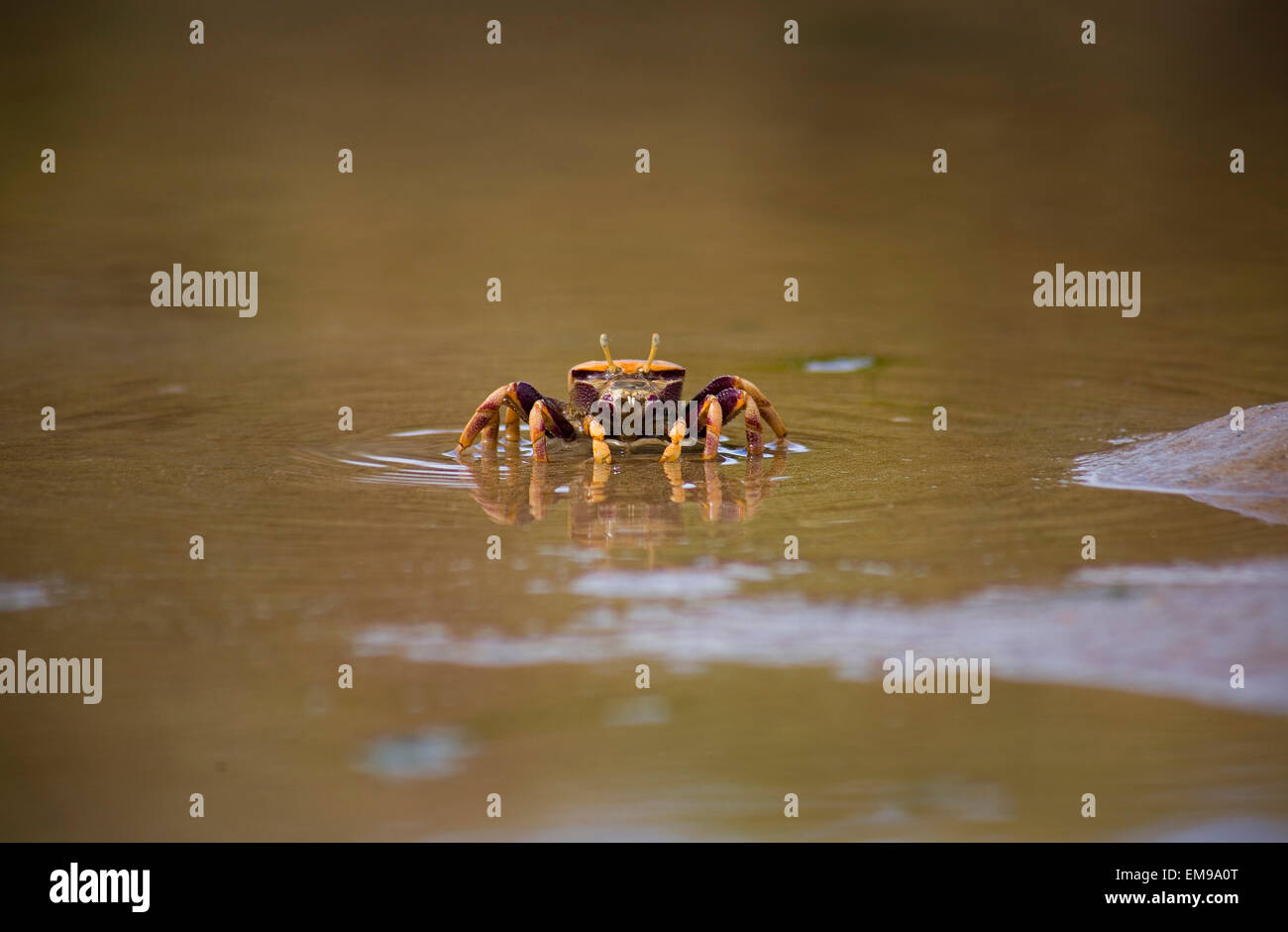 Il Atlantic marsh fiddler crab, Uca pugnax alimentare a parco naturale di Los Torunos, Cadiz, Spagna Foto Stock