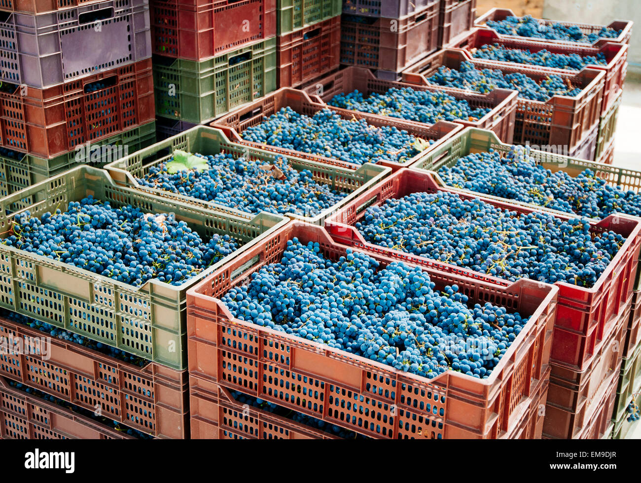Vendemmia in piccola vigna organico Foto Stock