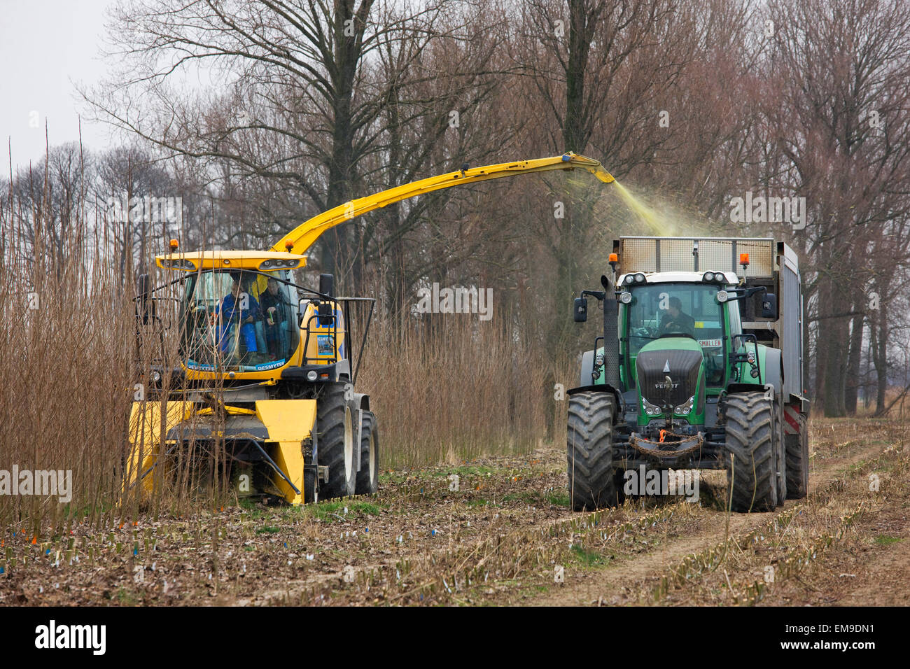 Rotazione veloce / forestali SRF, single-pass cut-e-chip raccolta harvester alberi veloce-crescenti e trasformare il legno in trucioli Foto Stock