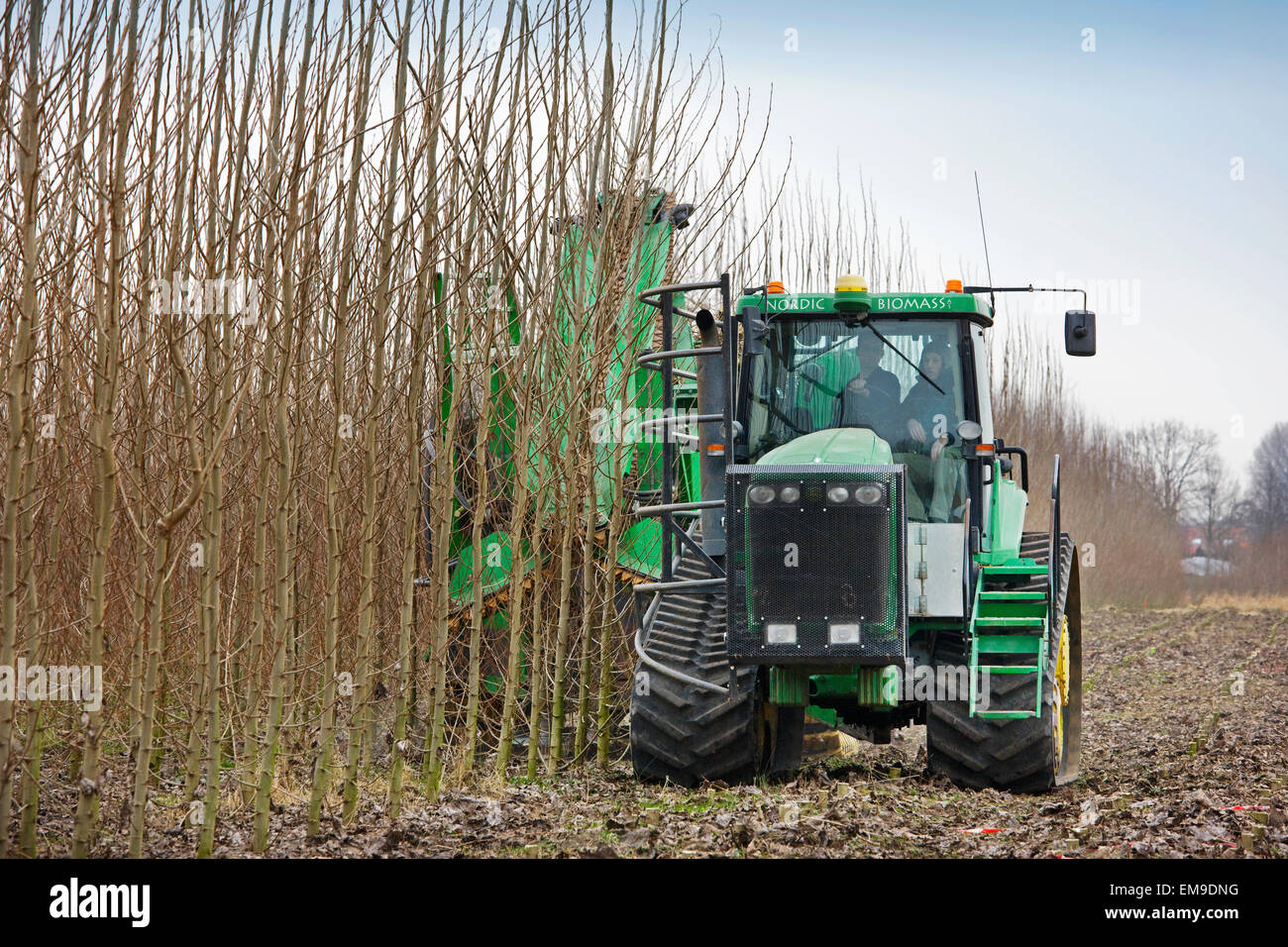 Rotazione veloce / forestali SRF, single-pass cut-e-chip raccolta harvester alberi veloce-crescenti e trasformare il legno in trucioli Foto Stock