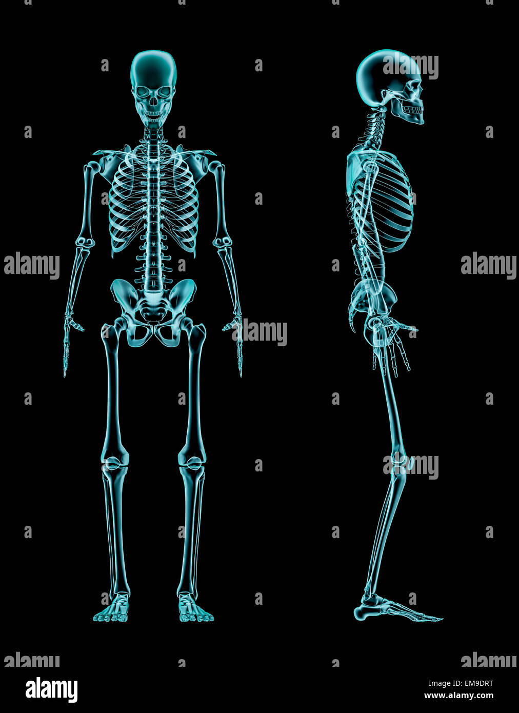 3D render di radiografato scheletro maschio vista anteriore e laterale Foto Stock