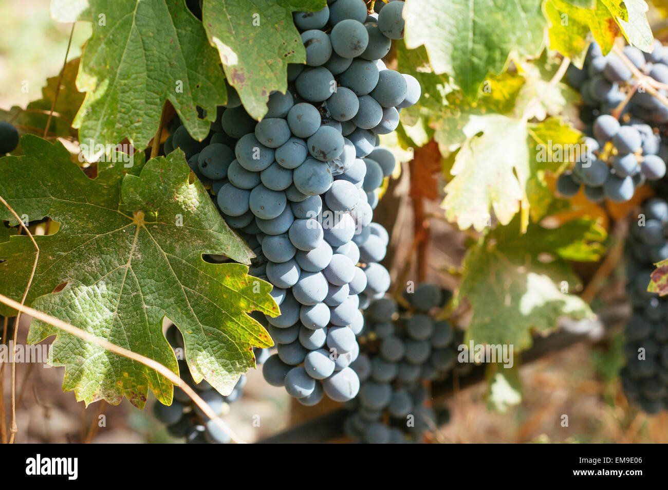 Vendemmia in piccola vigna organico Foto Stock