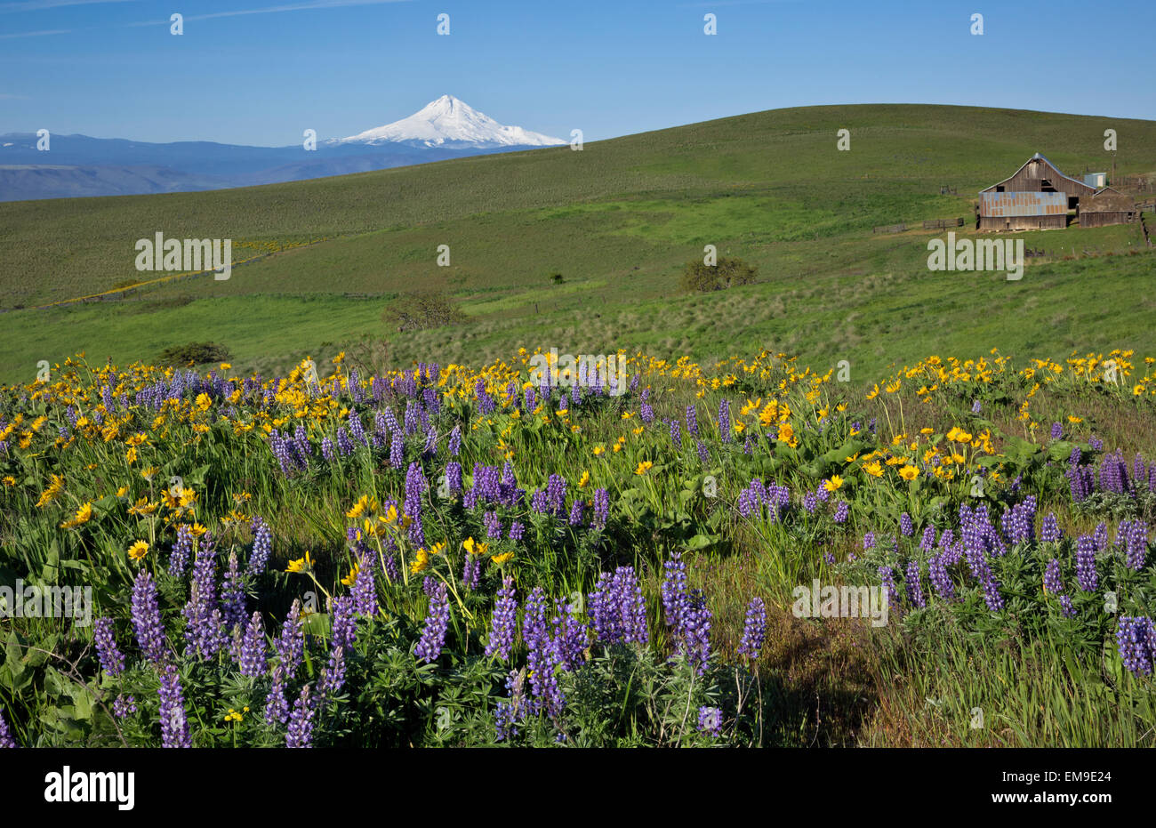 WASHINGTON - e di lupino balsamroot blooming vicino Dalles Mountain Ranch in Columbia Hills State Park. Montare il cofano nella distanza. Foto Stock