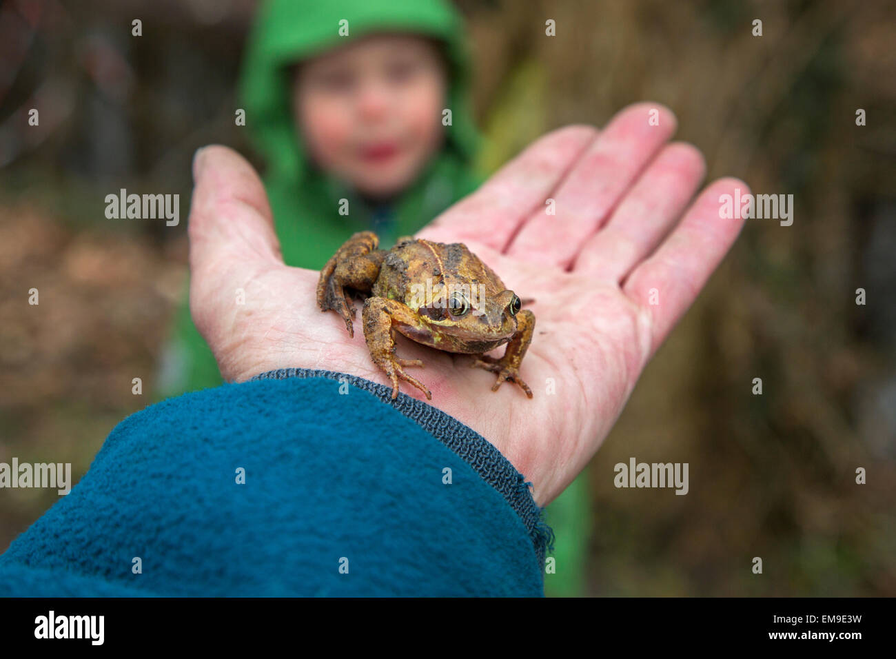 Persona in possesso comune europeo rana marrone (Rana temporaria) in mano per mostrare il bambino Foto Stock