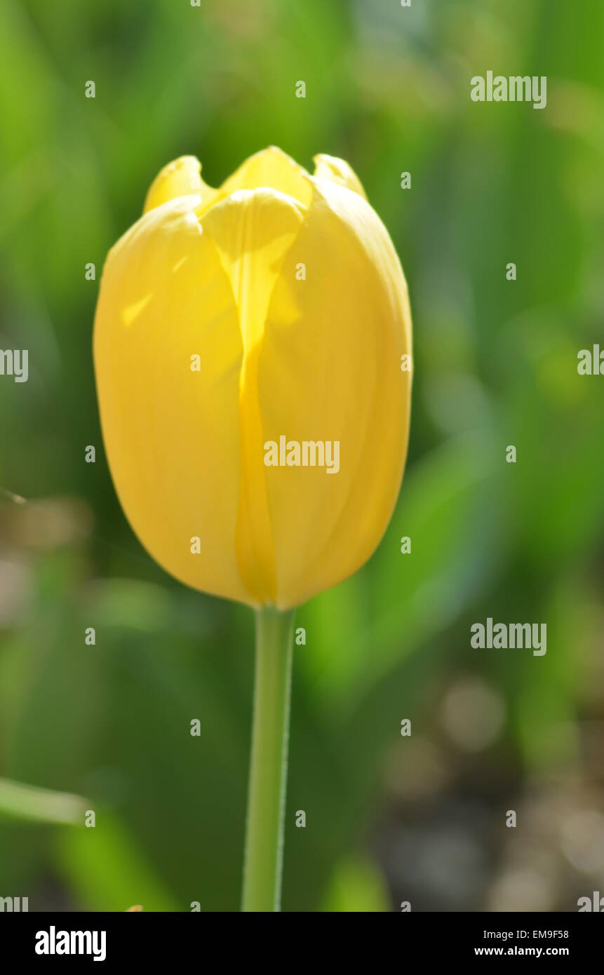 Tulipano giallo, fiore, fiore giallo, petalo, Foto Stock