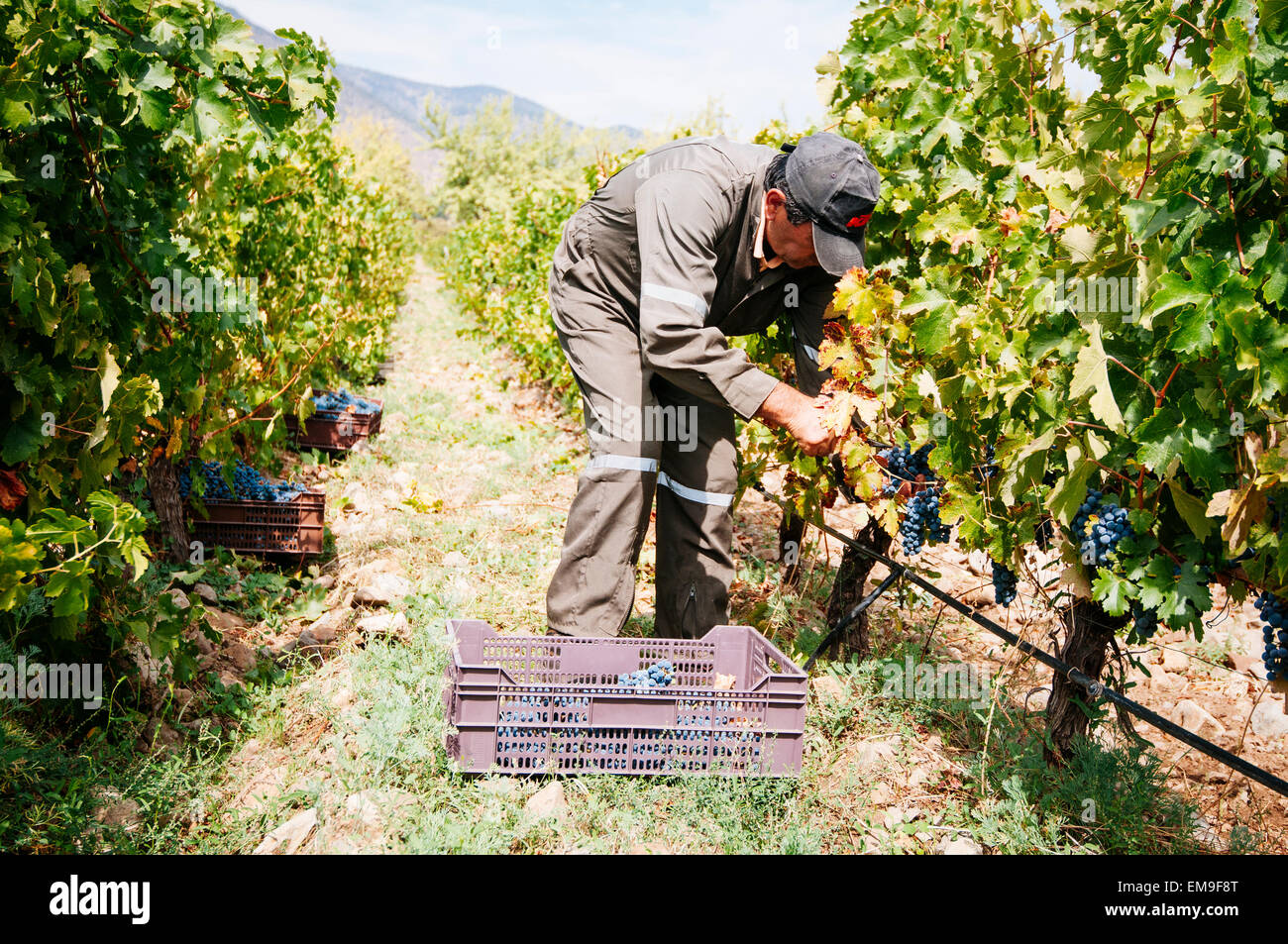 Paine, Cile- Marzo 29, 2015. Mano uva raccolta nella piccola vigna organico durante il raccolto in autunno. Foto Stock