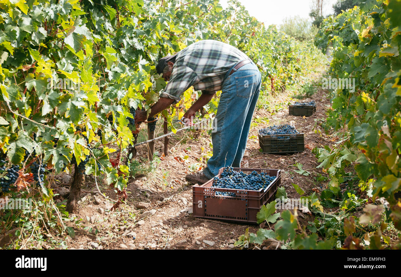 Paine, Cile- Marzo 29, 2015. Mano uva raccolta nella piccola vigna organico durante il raccolto in autunno. Foto Stock