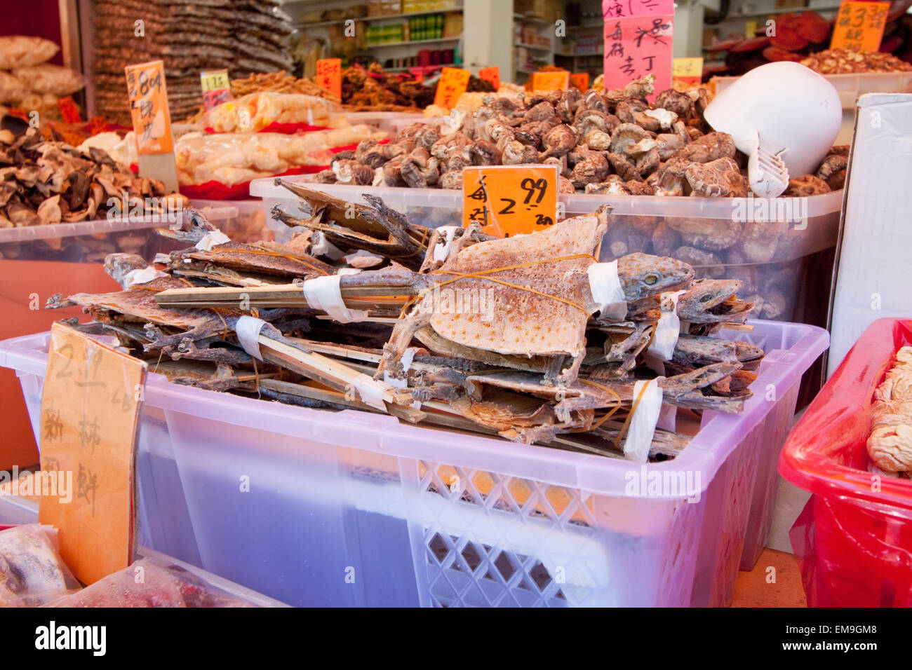 Essiccato rettili in vendita in corrispondenza di una parte della medicina tradizionale cinese e negozio di erbe in Chinatown, Vancouver, British Columbia, Canada Foto Stock