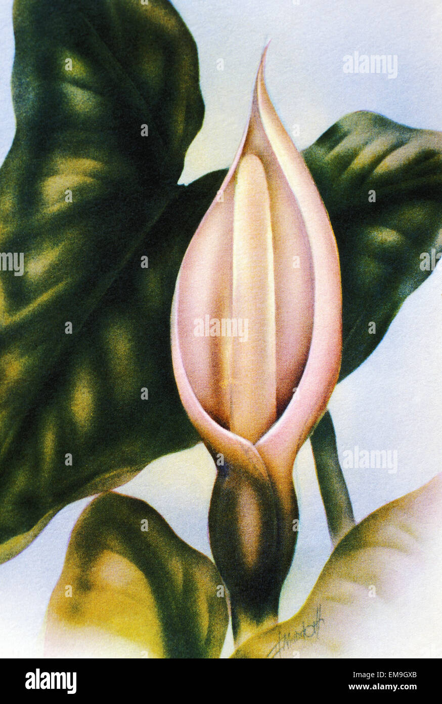 C.1940 illustrazione, fiore hawaiano, Mezzaluna, Night Blooming Cereus, Mundorf Foto Stock