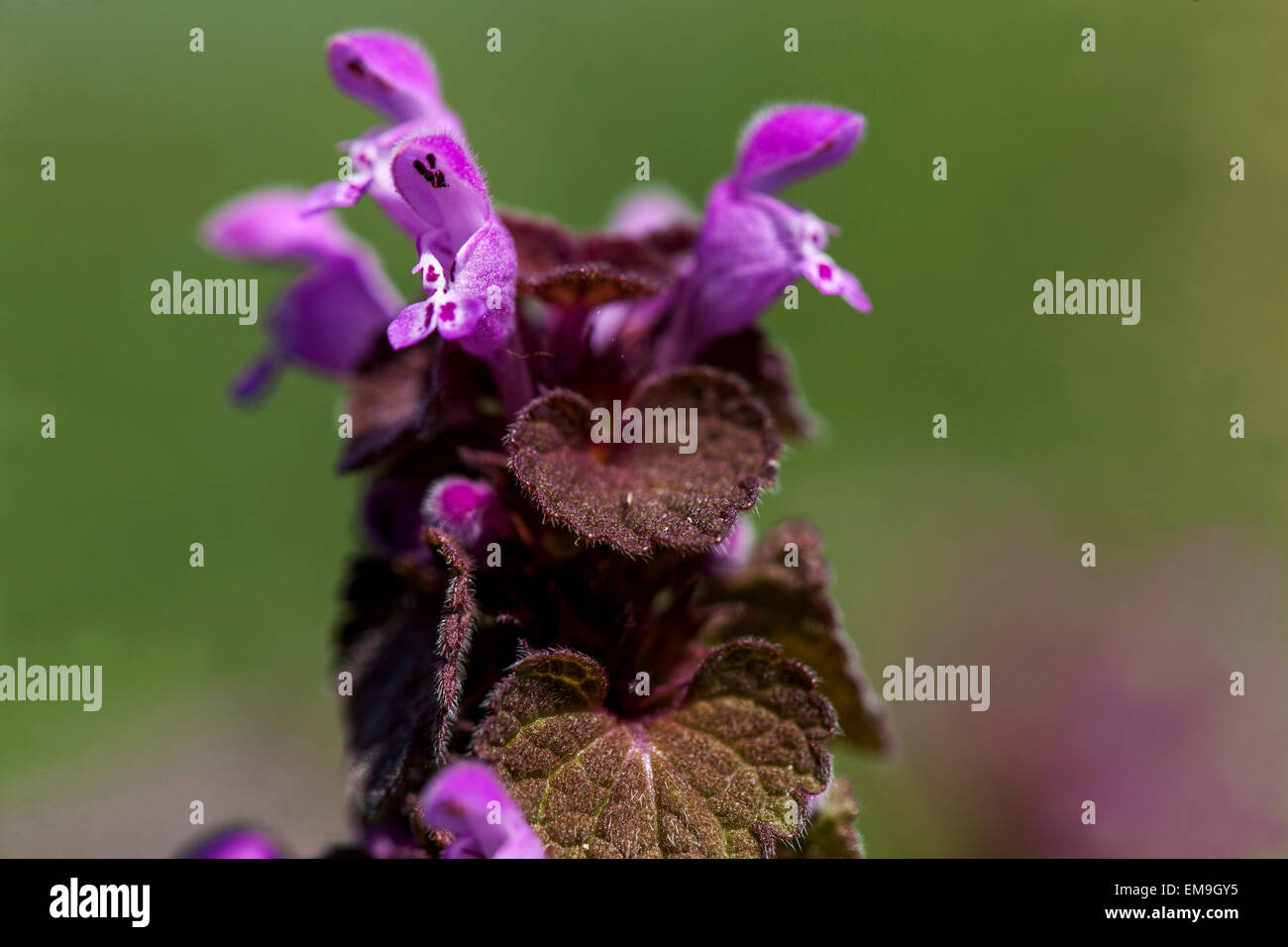 Red Dead-ortica, Lamium purpureum Foto Stock