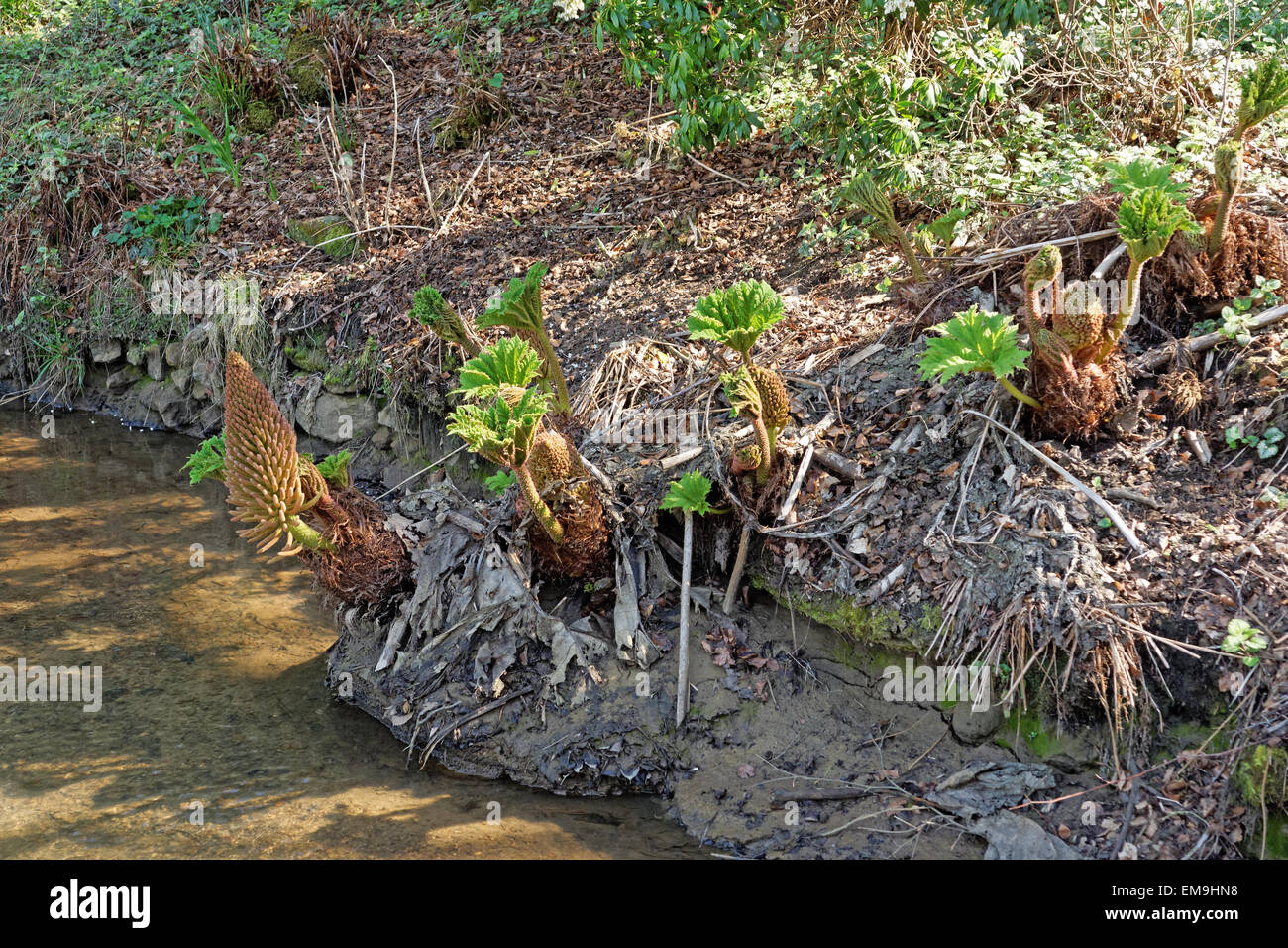 Gunnera manicata (rabarbaro gigante) Foto Stock