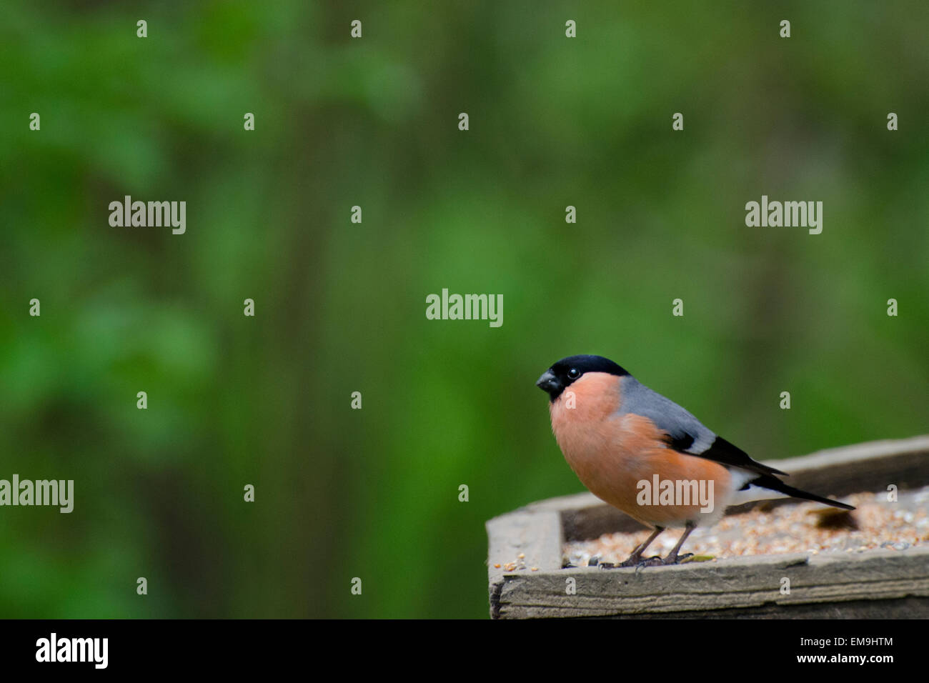 Ciuffolotto maschio Foto Stock