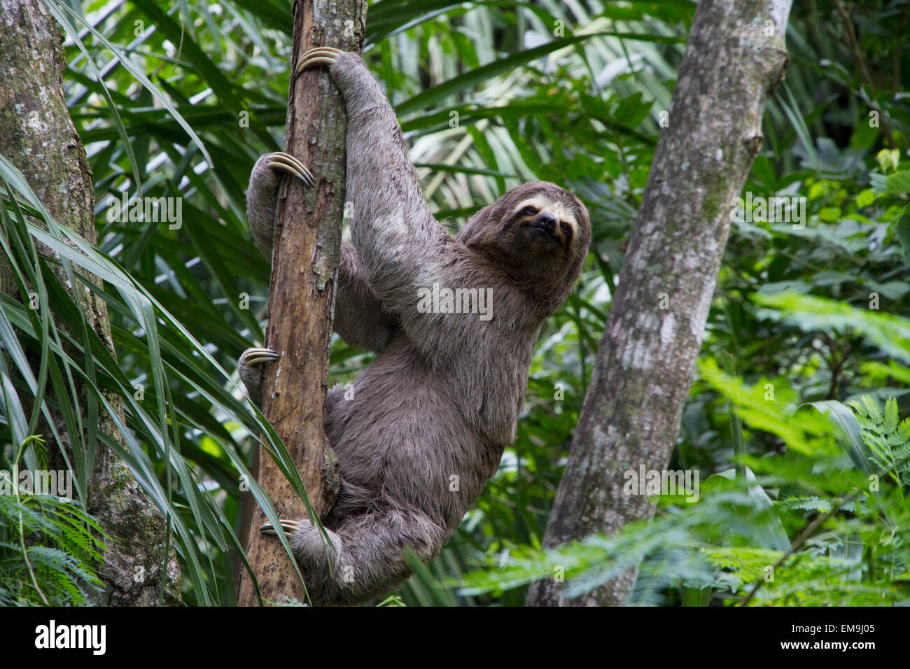 Brown-Throated bradipo (Bradypus Variegatus) su un albero, Biocentro Guembe, Santa Cruz, Bolivia Foto Stock