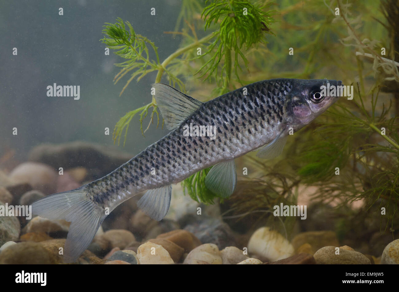 Bocca superiore spinotto Foto Stock