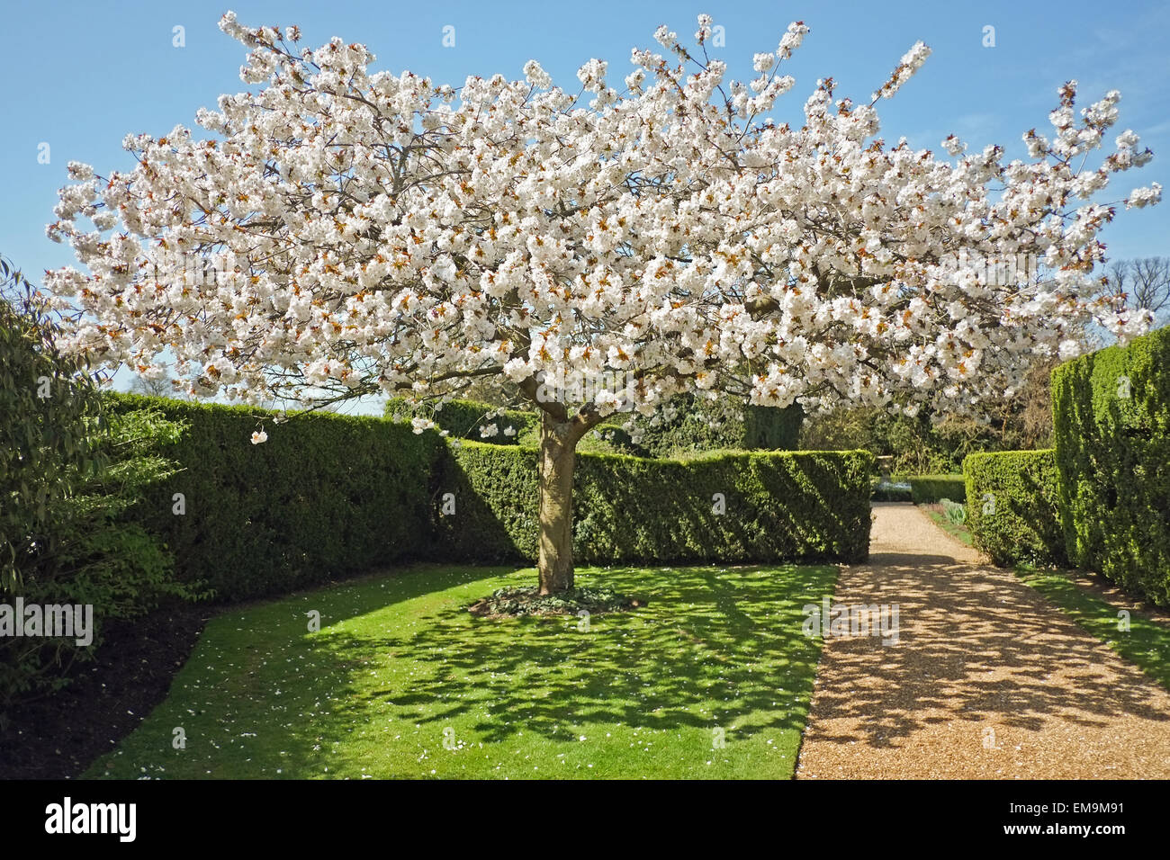 Prunus albero in fiore nel giardino pubblico Foto Stock