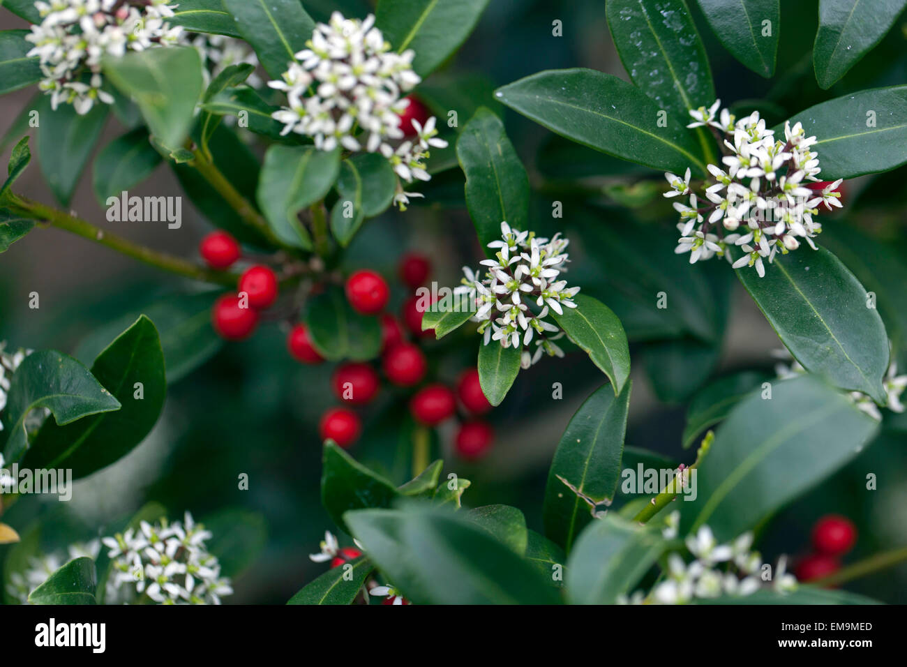 Skimmia japonica arbusti in fiore in primavera Foto Stock