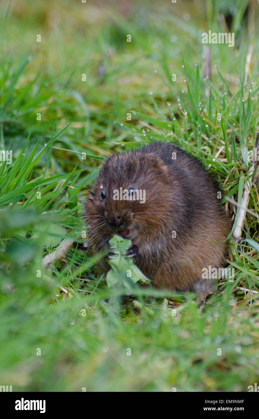 Acqua Vole mangiare una foglia Foto Stock