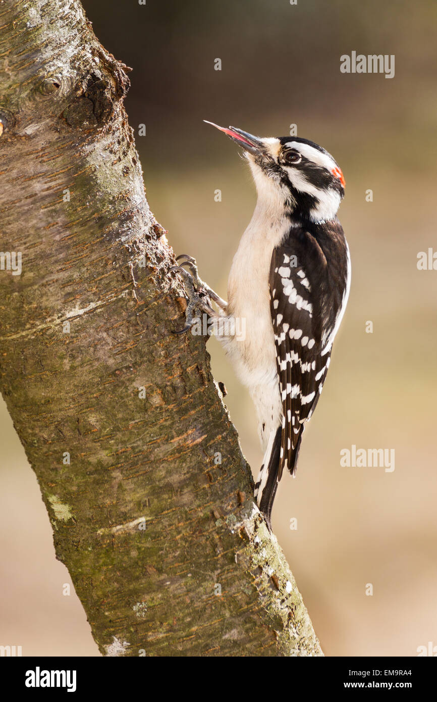 Un picchio lanuginosa che mostra la sua lunga lingua di filo spinato. La sua lingua è usata per tirare insetti fuori da alberi. Foto Stock