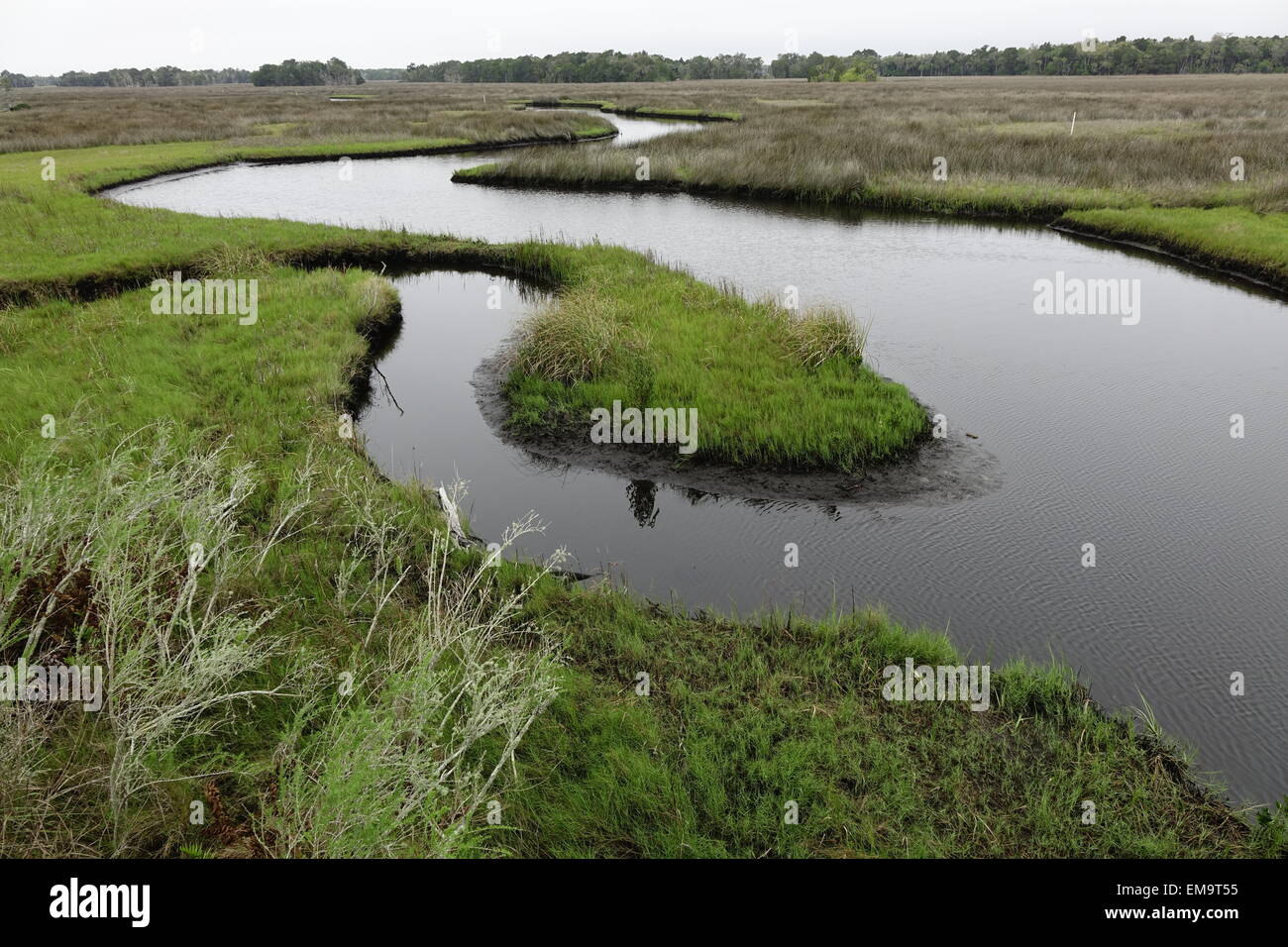 Salt Marsh, Chassahowitzka National Wildlife Refuge, Florida Foto Stock