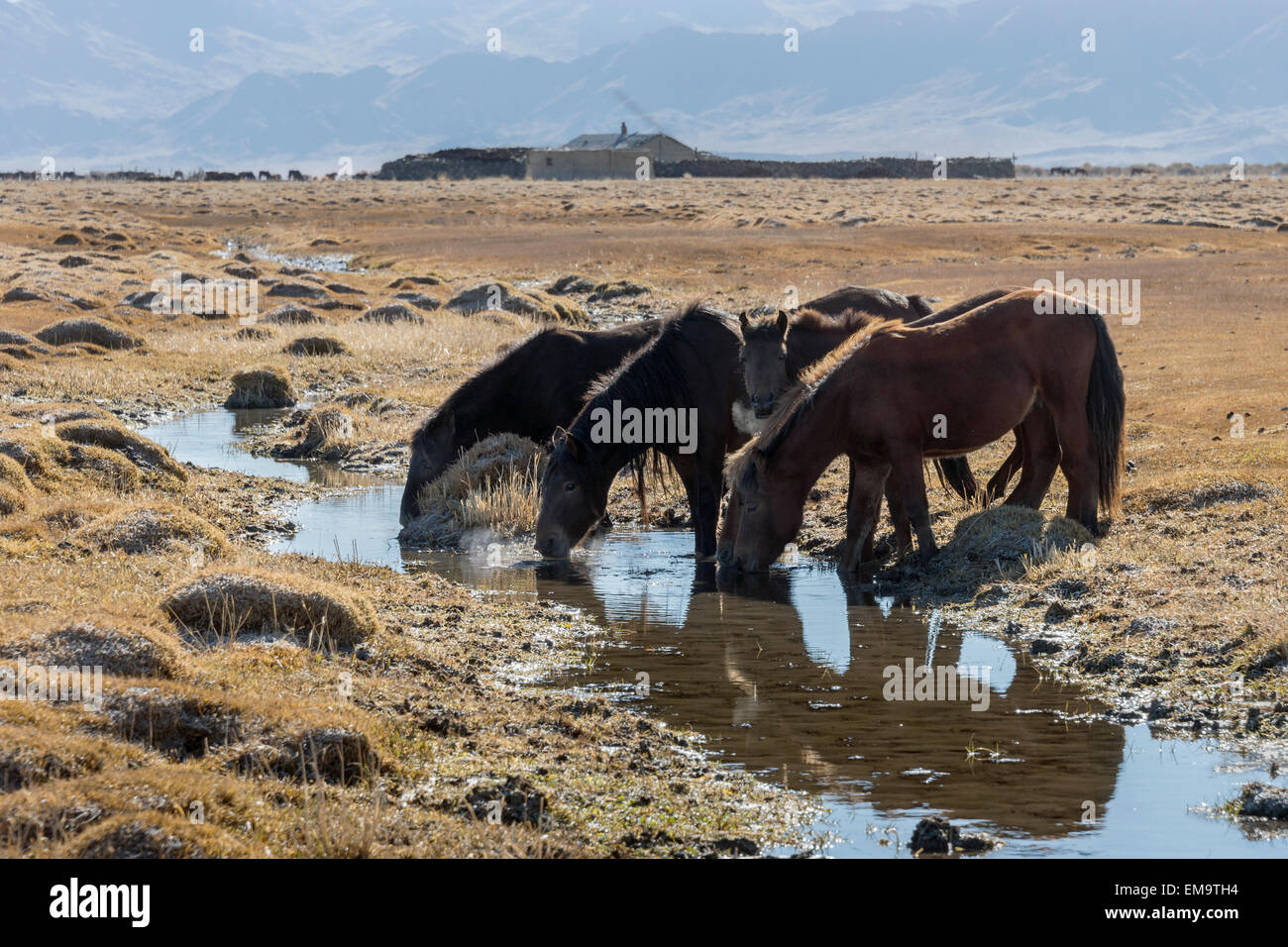 I cavalli di acqua potabile a un piccolo fiume nelle steppe, Mongolia occidentale Foto Stock