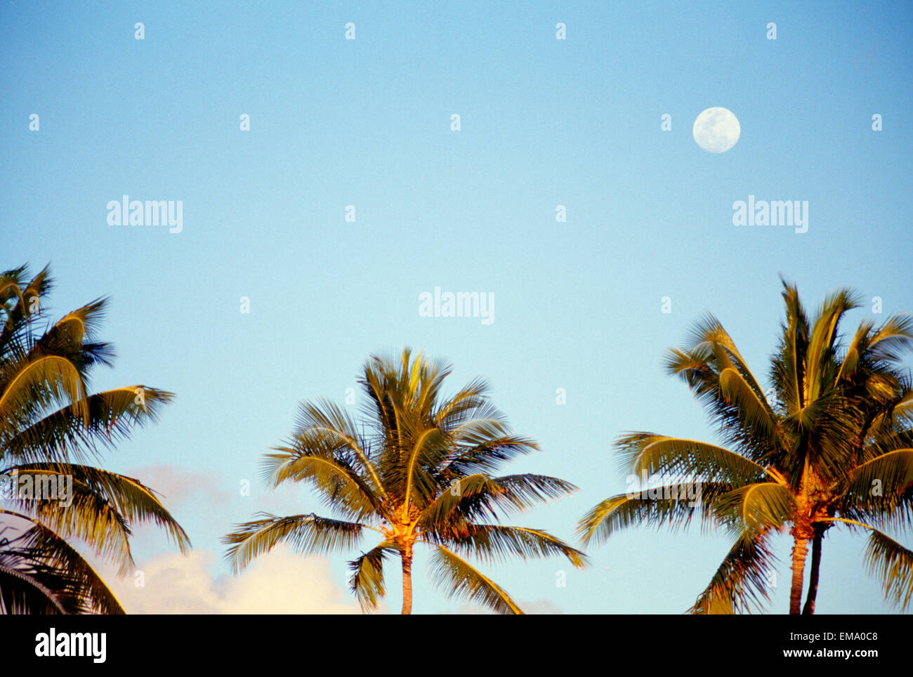 Hawaii, Alberi di Palma contro il cielo blu, Luna Piena al di sopra Foto Stock