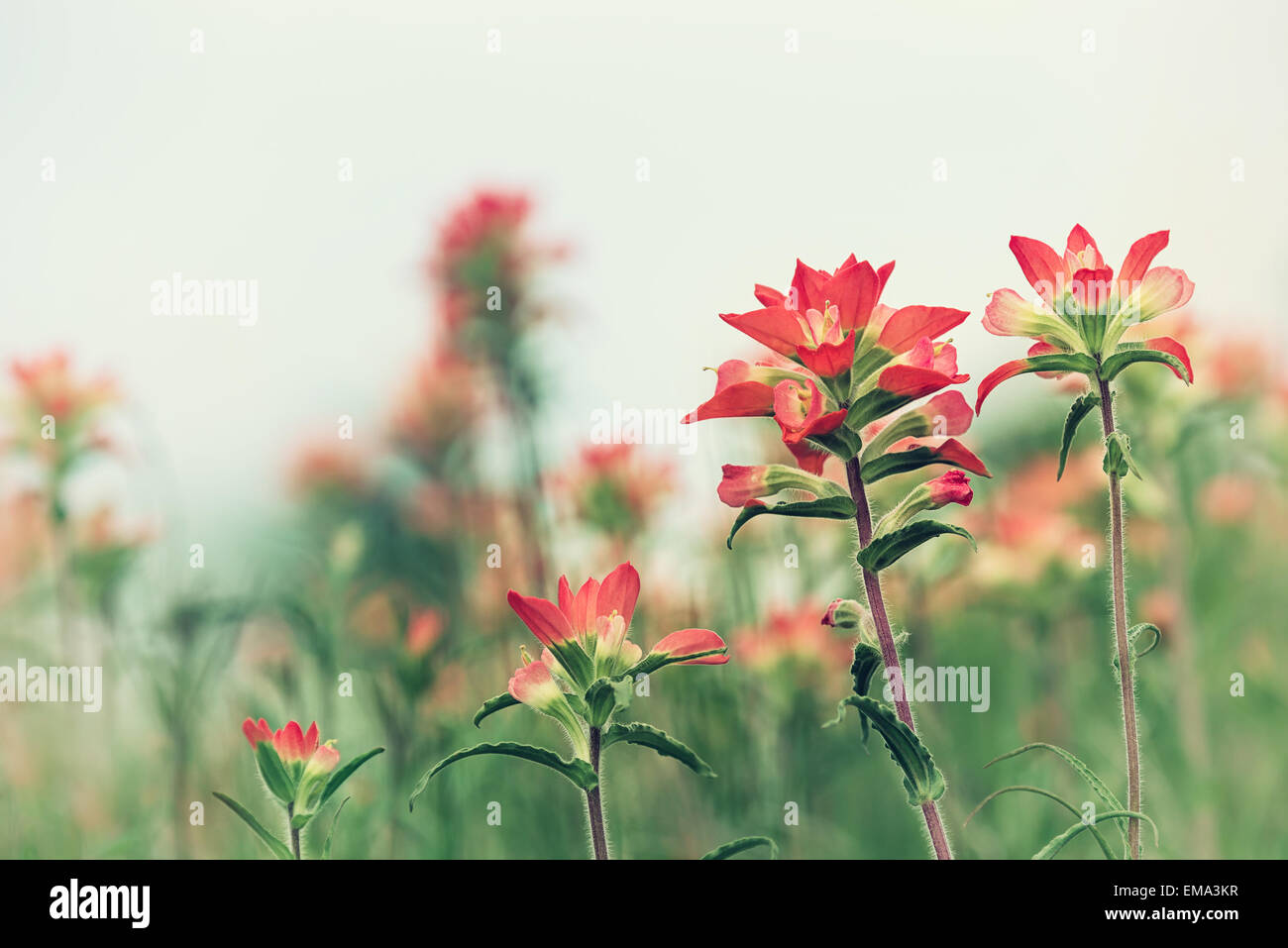 Indian Paintbrush fioritura di fiori di campo sulla molla di prato Foto Stock