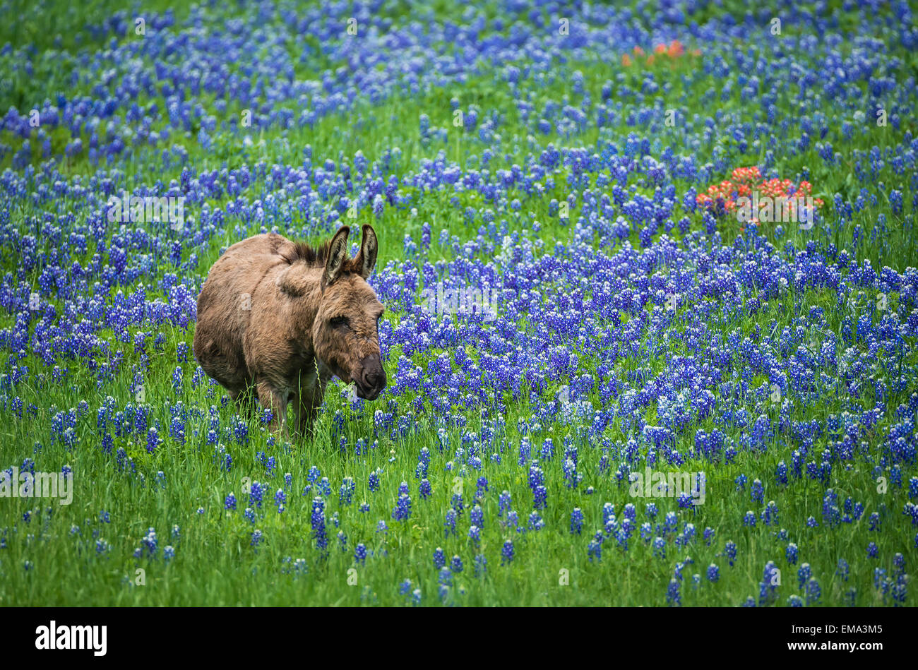 Pascolo asino sul pascolo bluebonnet in Texas la molla Foto Stock